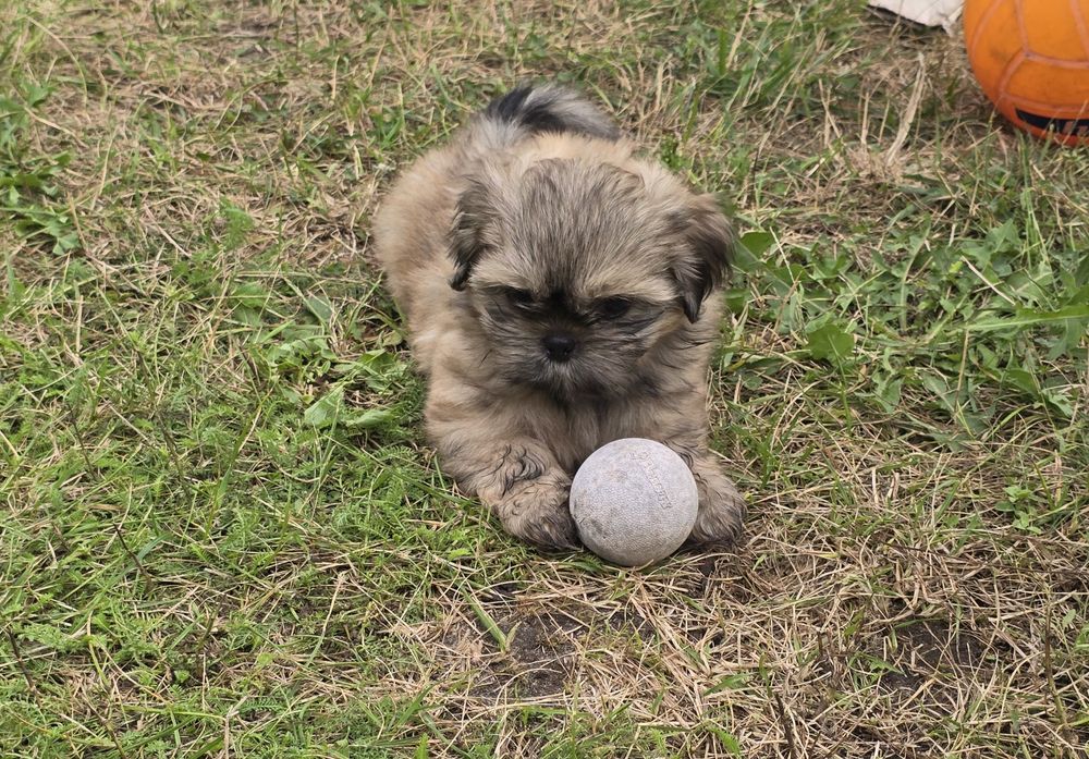 Shih tzu szczeniaczek