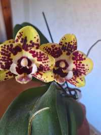 Восковая орхидея