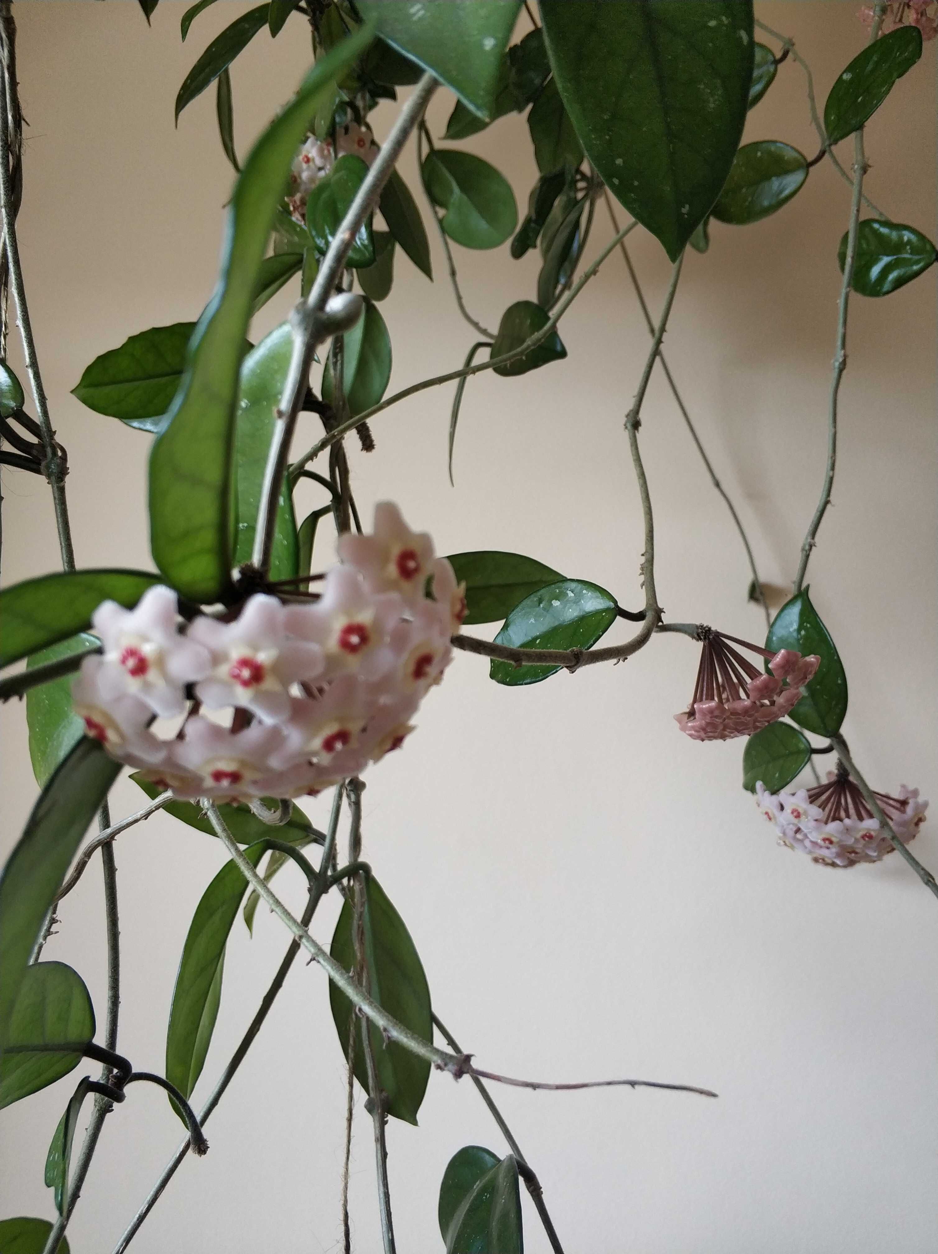 Hoya różowa roślina pokojowa