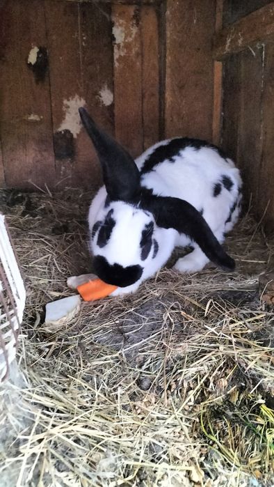 Królik samiec srokacz