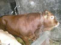 Byki rozpłodowe 100% LIMOUSIN w dobrej cenie
