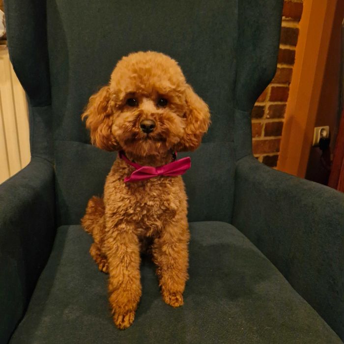 Pudel Toy reproduktor