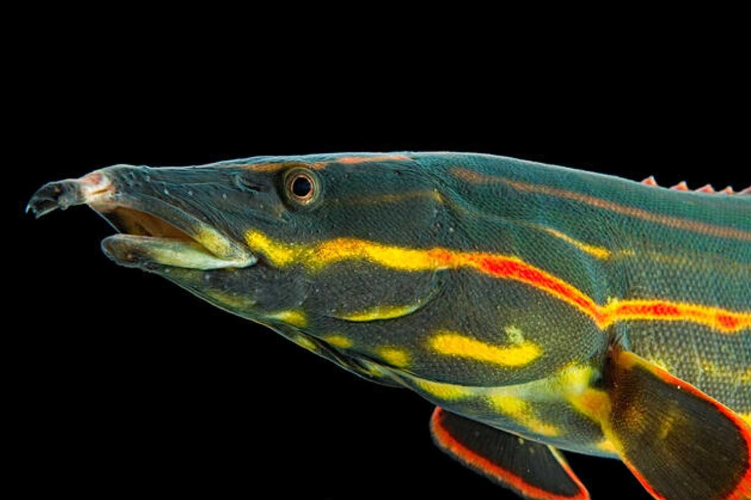 Węgorek ognisty - Mastacembelus erythrotaenia - dowozimy, wysyłamy