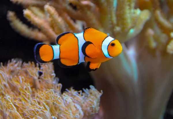 Amphiprion ocellaris Hodowlane S