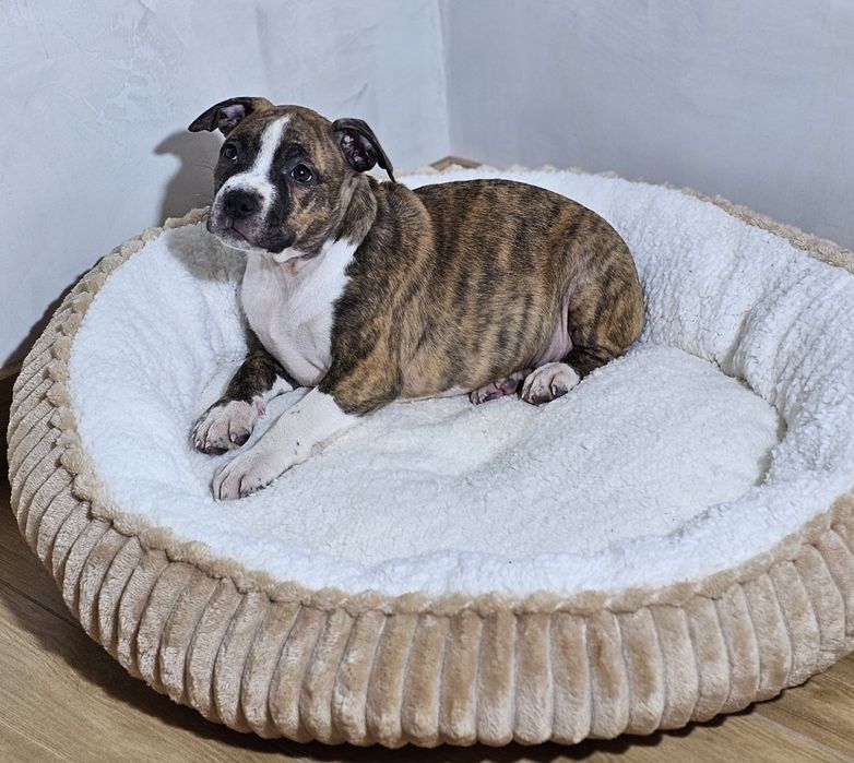 Amstaff piesek pregowany