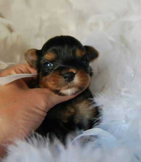 *** Yorkshire Terrier Śliczna Mini Dziewczynka Black Tan ***