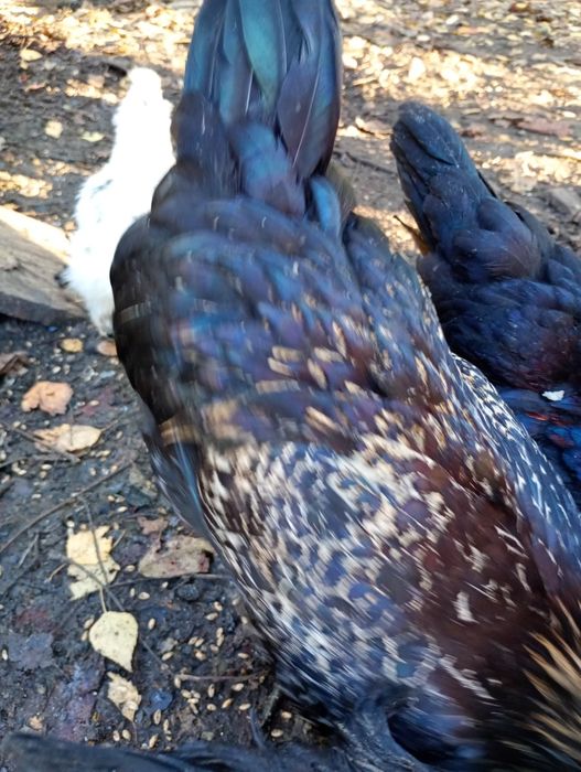 Kogut młody dla kur niosek mix ayam cemani i green shell