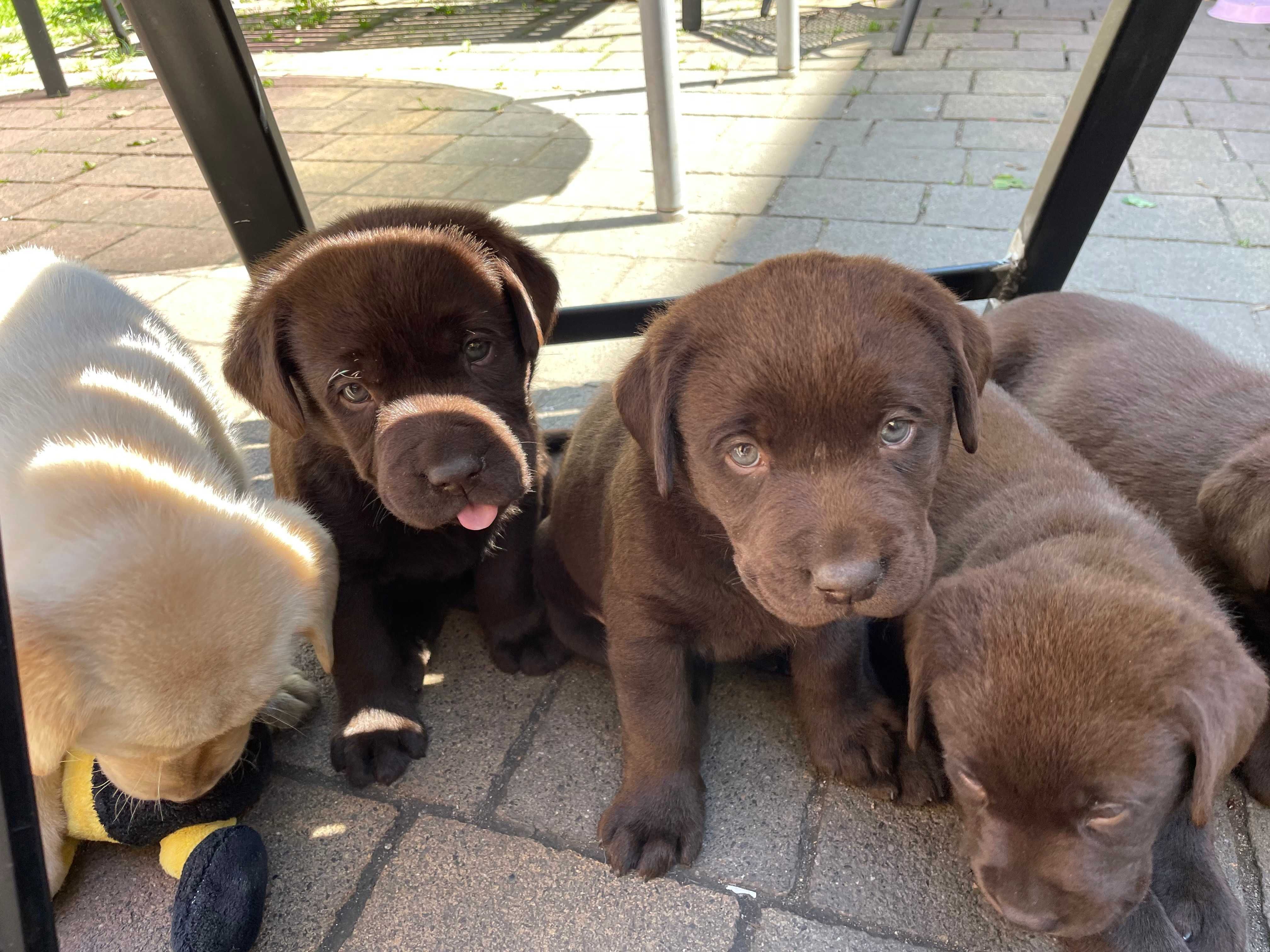 Szczeniak Labrador Retriever