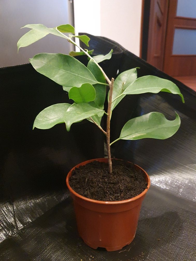 Ficus Benjamina- bonsai
