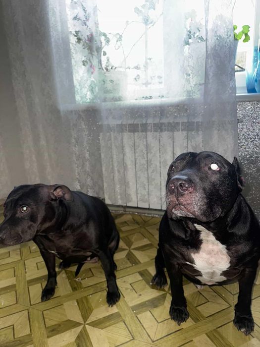 Собаки шукають родину