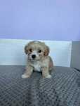 Maltipoo piesek.