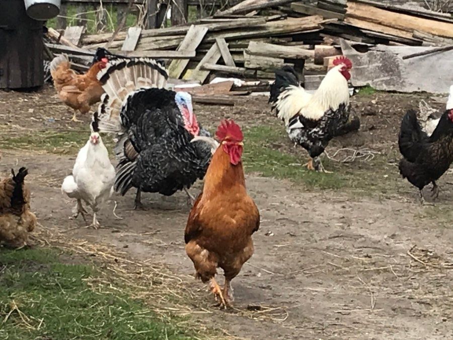 Інкубаційні яйця