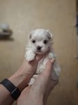 Цуценята Мальтезе