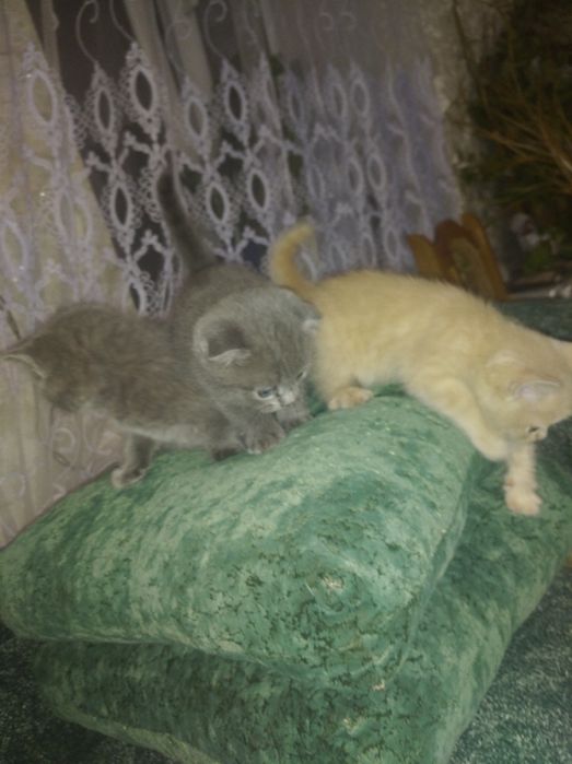 Котенки скотиш страйд {прямоухие} и {веслоухие} осталось две)))