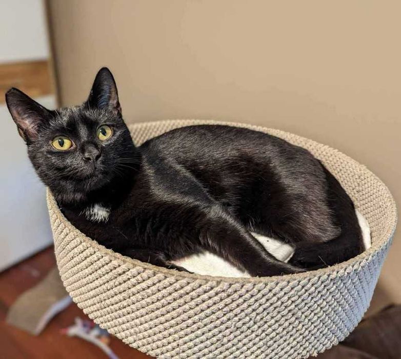 Fajny czarny kotek Węgielek, 2 lata