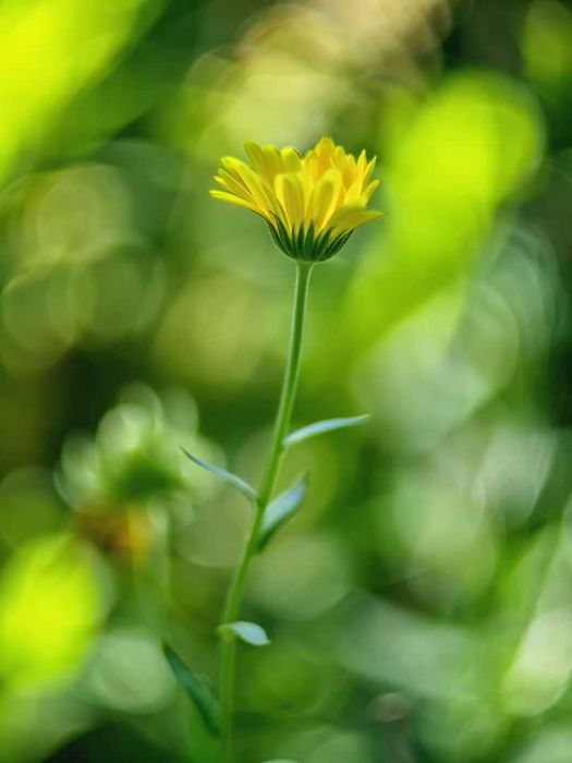 Obiektyw Helios 44M-4 moc. M42 wersja eksport NOWY testowany