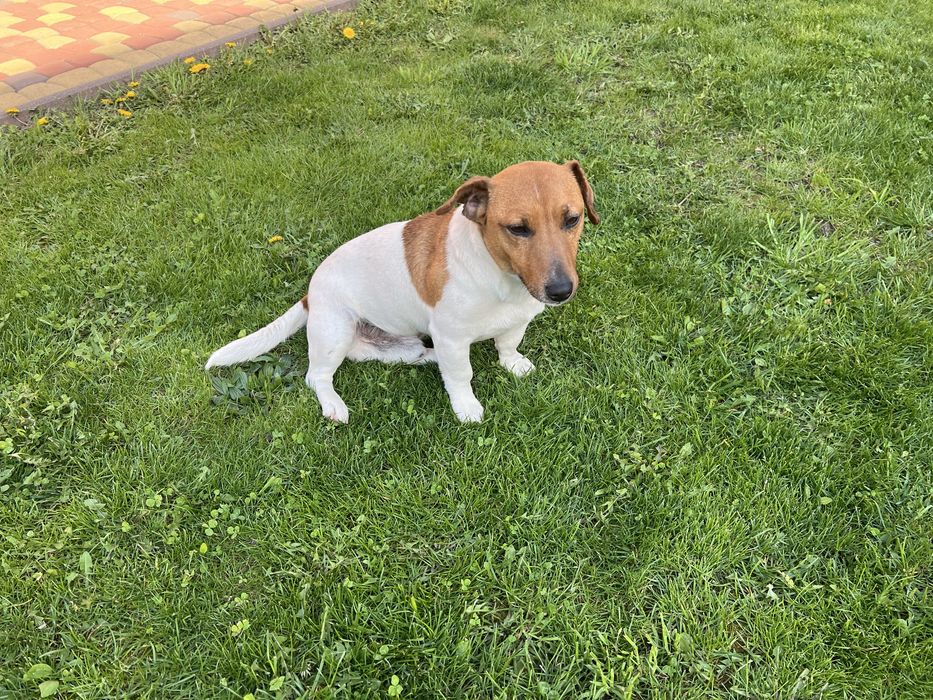 Чарівний принц Джек Рассел очікує на свою принцессу