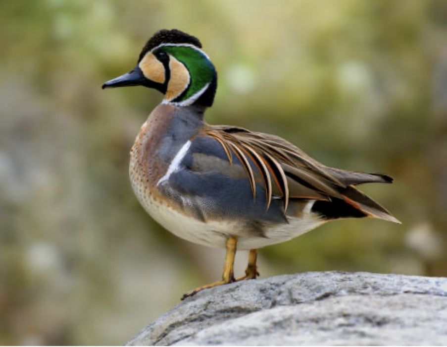 Patos exoticos casais