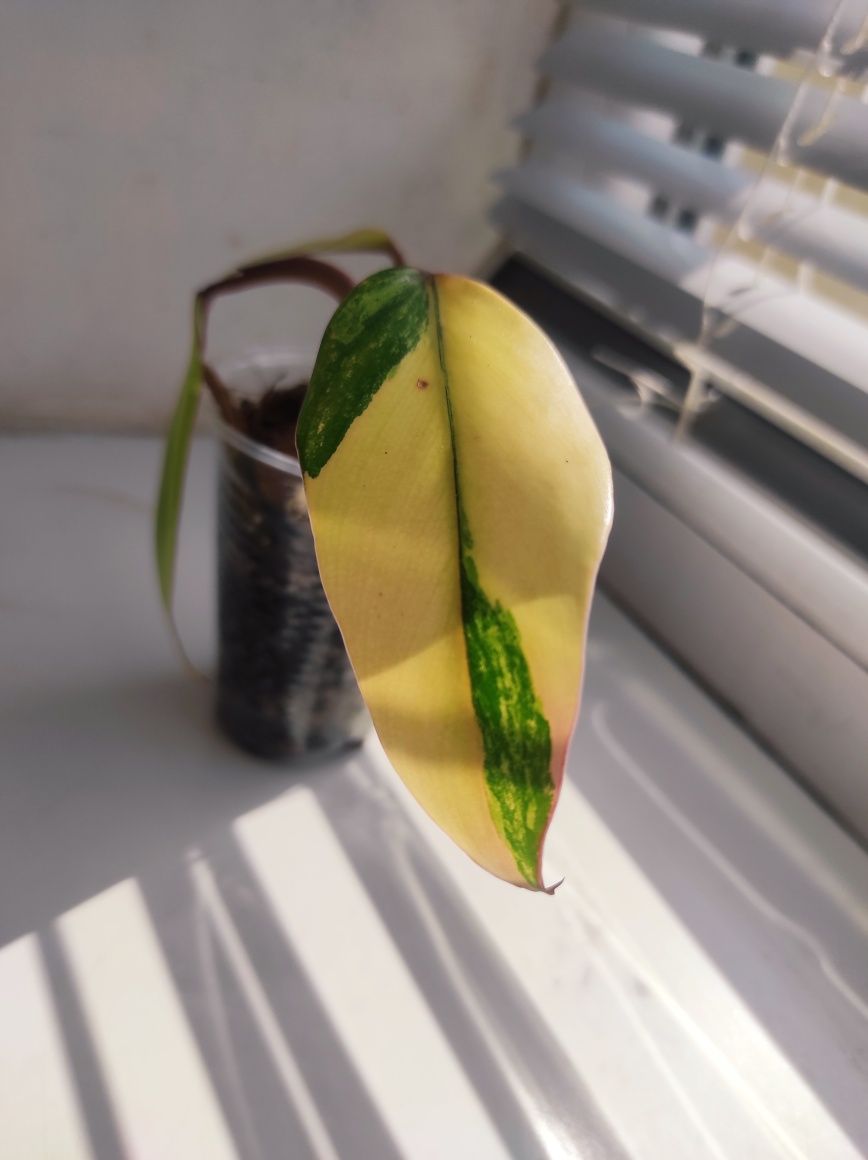 Philodendron Emerald red (Strawberry shake)/Филодендрон Емеральд ред