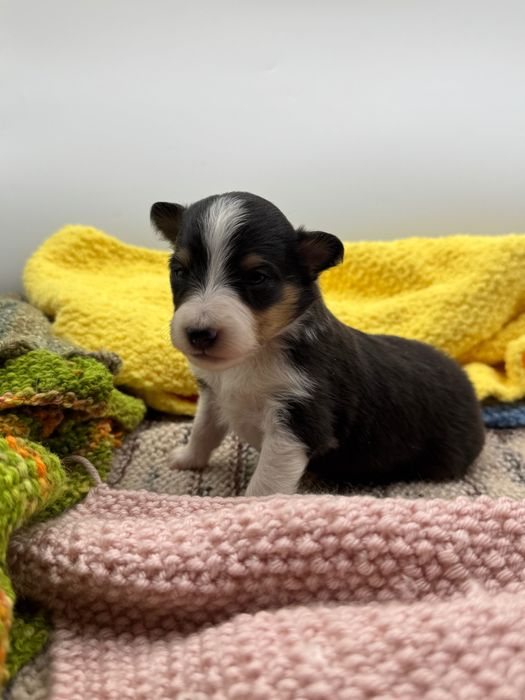 Owczarek szetlandzki sheltie szczeniak