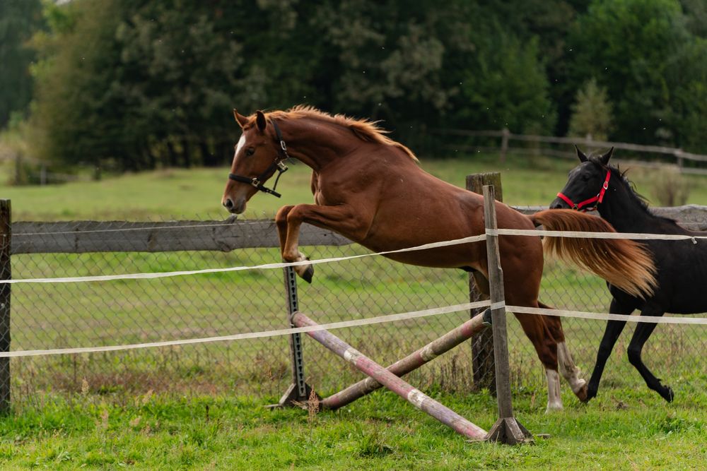 Koń sp walach skoki kwpn