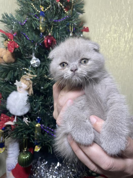 Шотландське кошеня - чудова плюшева  висловушка (Scottish Fold)