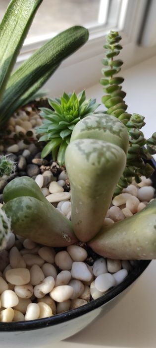 Композиция сукулентов