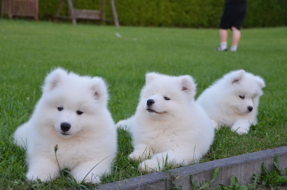 Samoyed ZKwP FCI