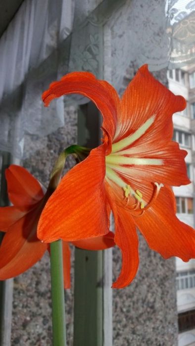 Гиппеаструм цибулини дорослі