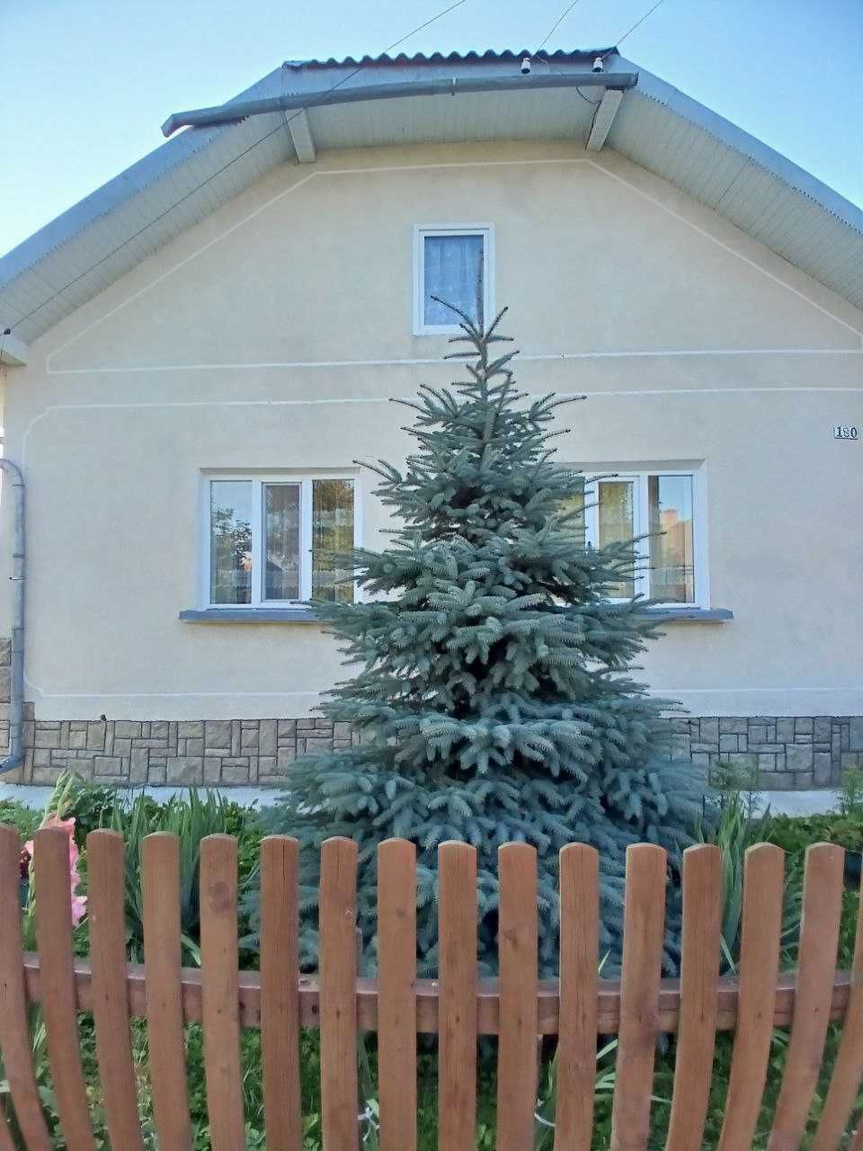 Голуба ялинка 8 м