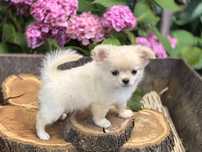 Chihuahua długowłosa - FANTOMAS