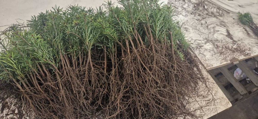 sadzonka leśna jodła koreańska, kaukaska nobilis fraseri świerk zwykły