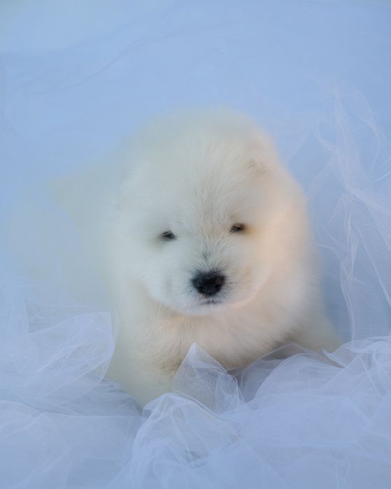 Samoyed szczeniak