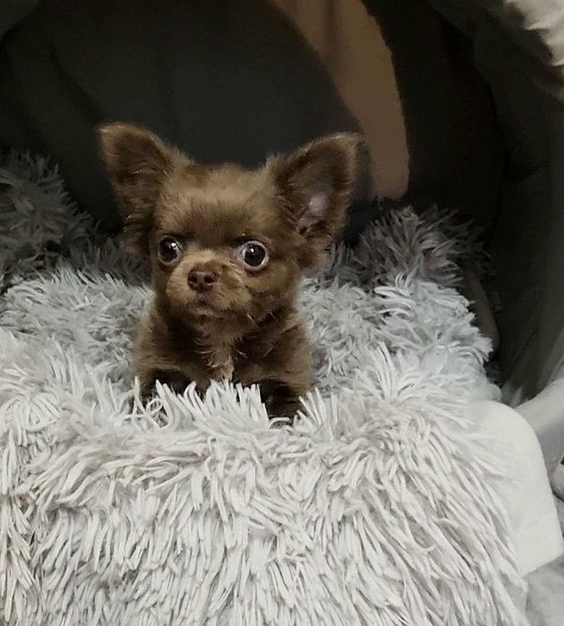 Ліловий, манюній, гарнюній