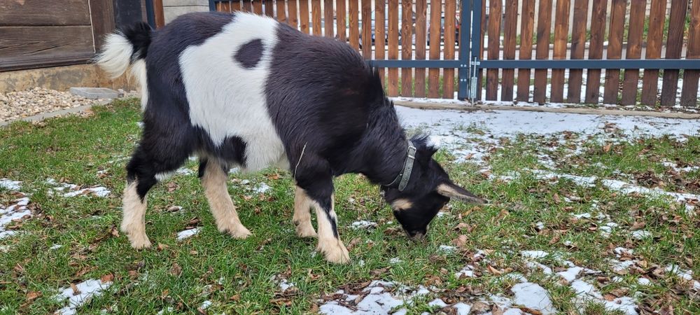 Koza miniaturka 10-miesięczna