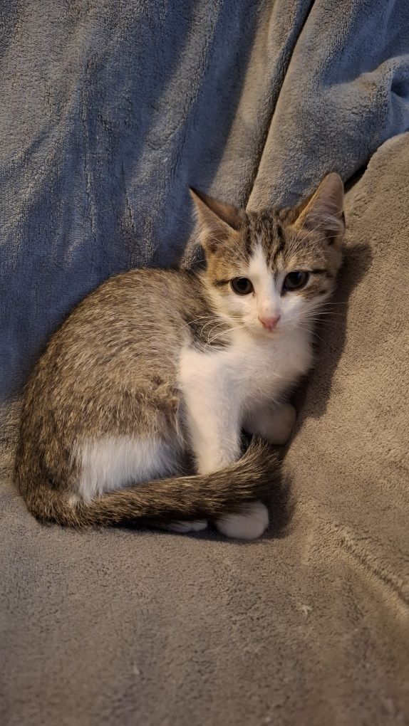 Filipek puszysty kociak