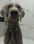 Oddam psa rasy Weimaraner w dobre ręce