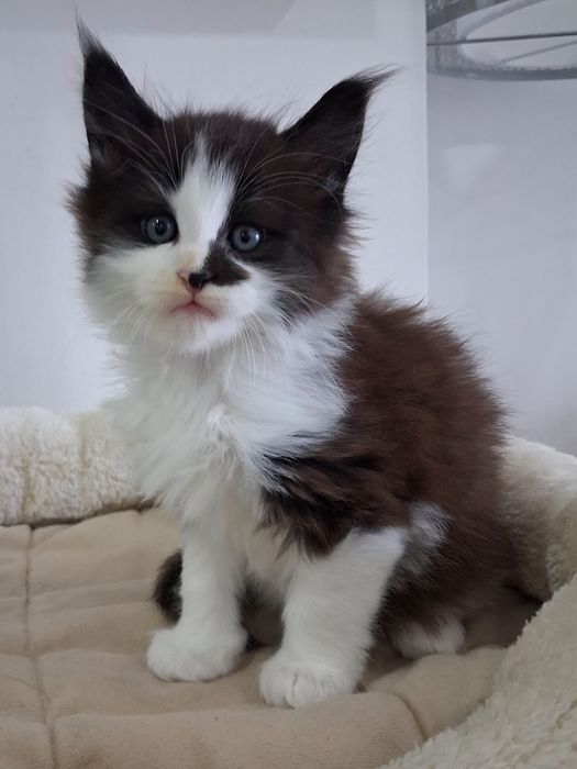 Gatinho Maine Coon com Lop
