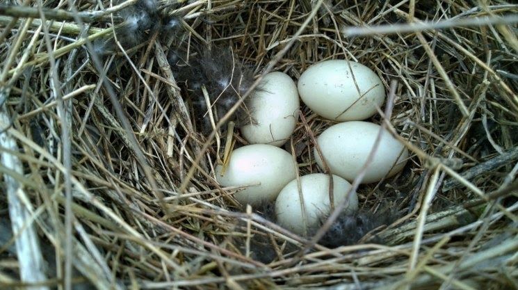 Інкубаційне яйце качок Стар53 голубий фаворіт