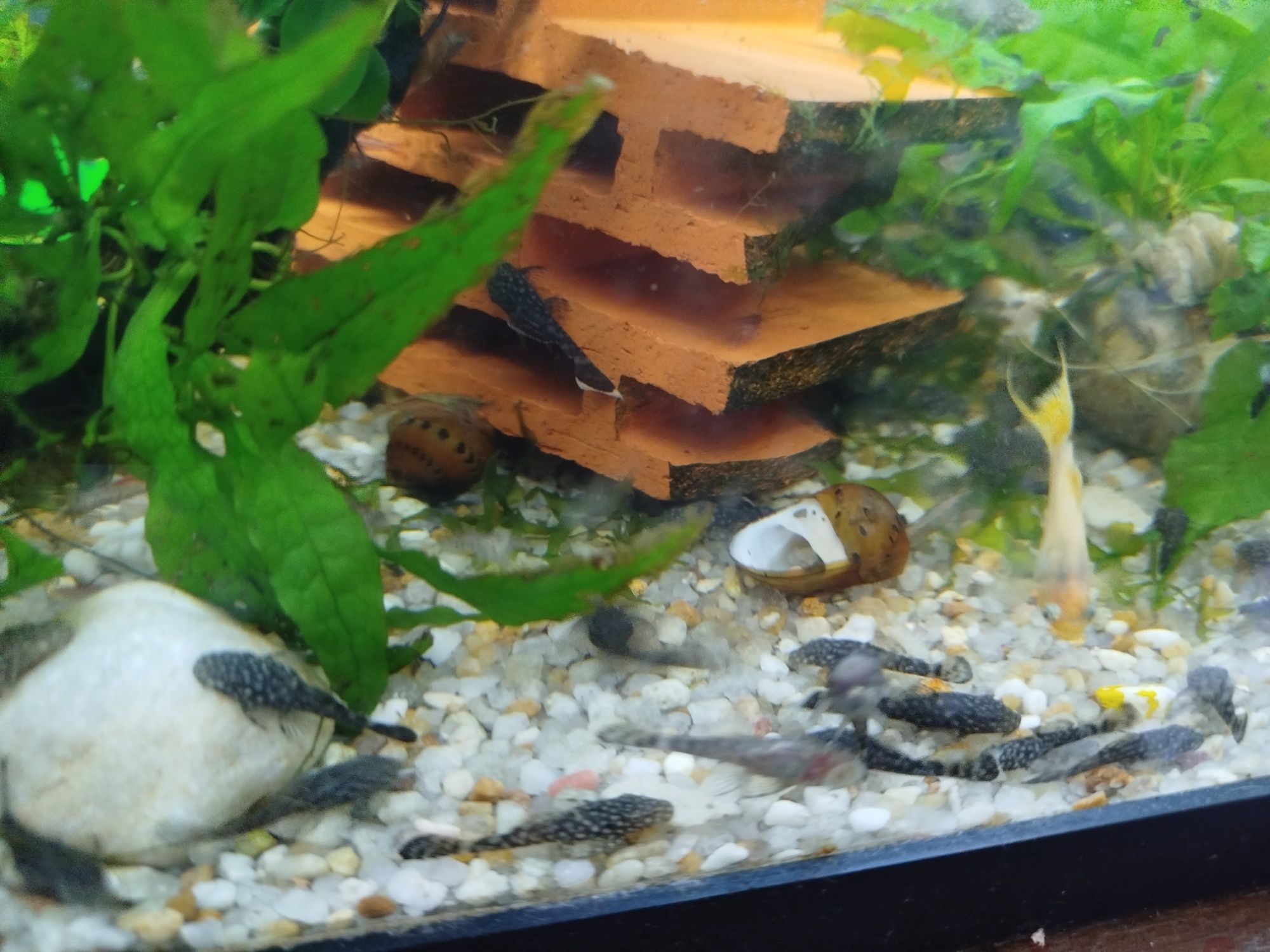 Ancistrus SP comum