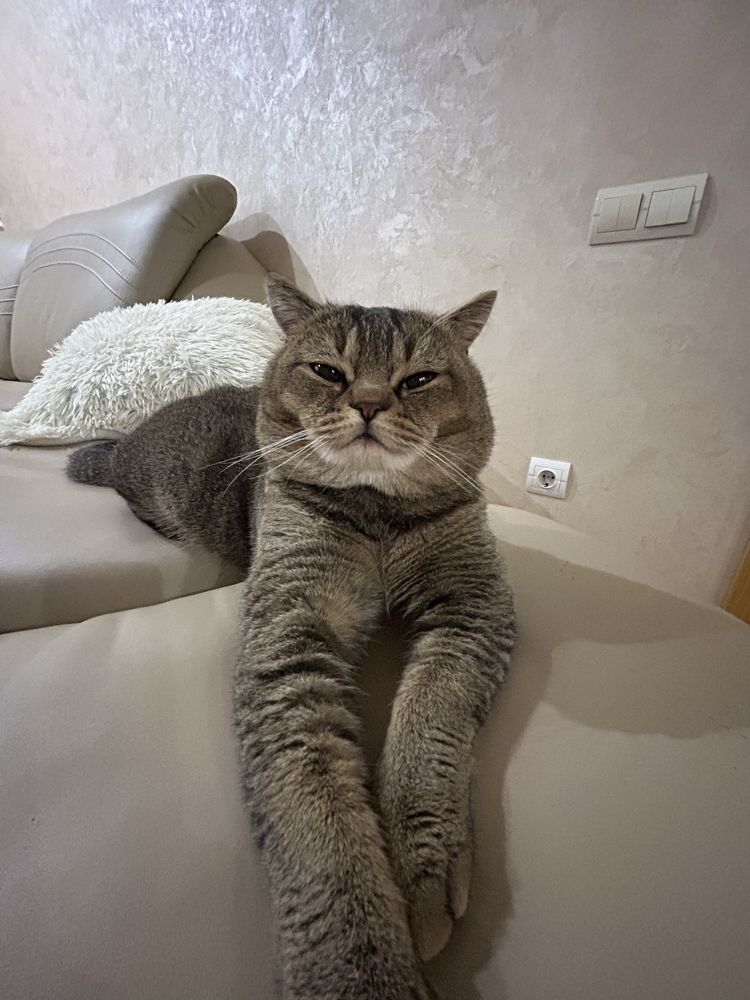 Шотландень Золота шиншилка