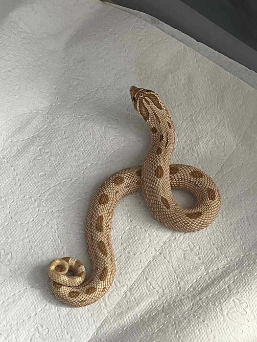 Heterodon samiec odmiana Toffee conda poss het albino