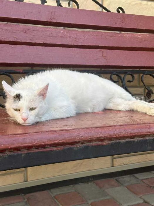 Шалено лагідний котик, шукає  родину