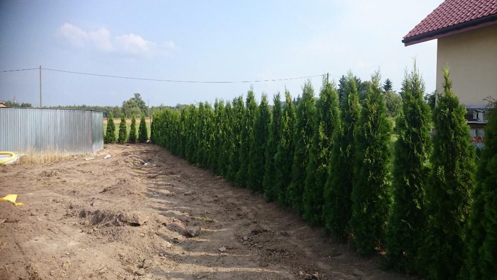 Thuja Szmaragd 55-70cm, od producenta