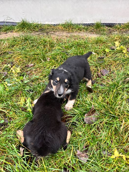 Oddam szczeniaki w dobre ręce