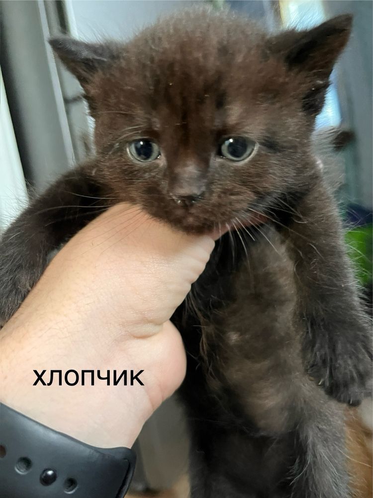віддам котиків в добрі руки,місяць народжені