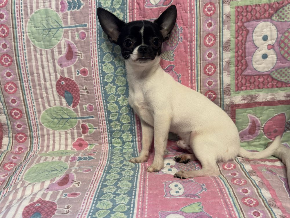 Chihuahua chłopczyk gorowy do odbiotu