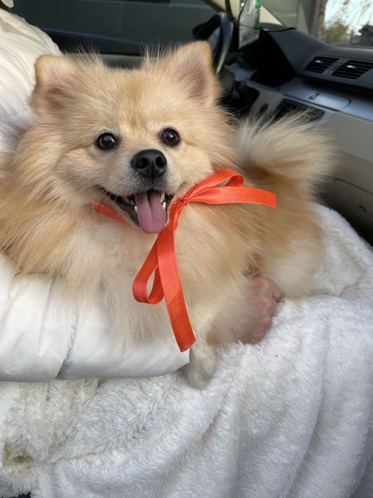 Обіймай і не відпускай  чарівні Померанські шпіци тут!