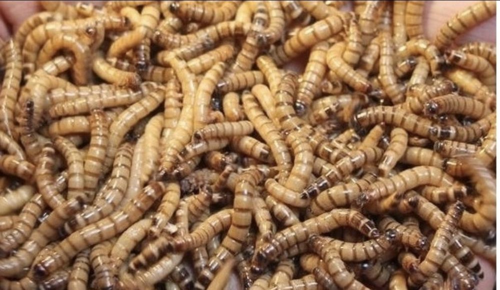 Karmówka dla gadów Świerszcze, mącznik, drewnojad