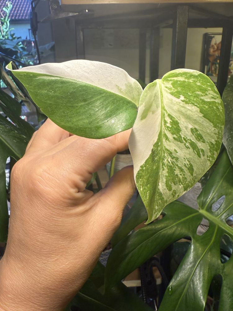 Monstera variegata 'Half Moon'